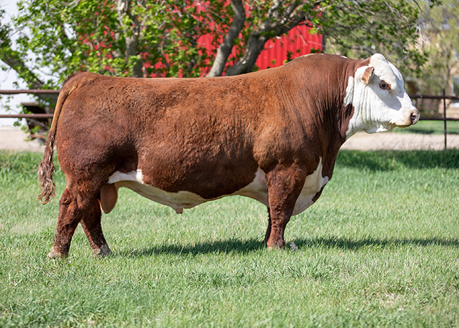 Sire Image